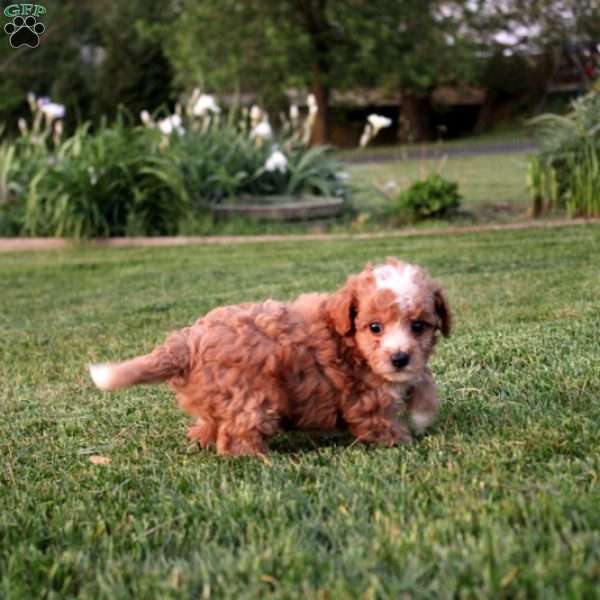 Rufus Mini Goldendoodle Puppy For Sale in Pennsylvania
